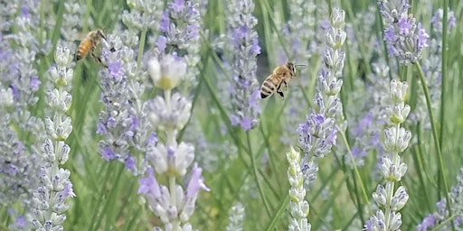 Twin Creeks Lavender Farms' U-Pick Season: 5/27 through 7/4/22