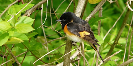 South Mountain Reservation Birding Meander tickets