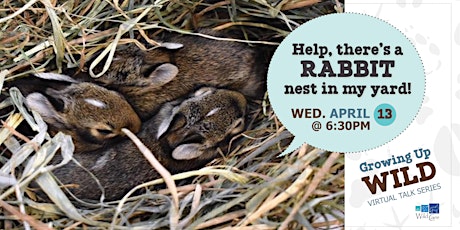 Growing Up Wild - Help, there’s a rabbit nest in my yard!
