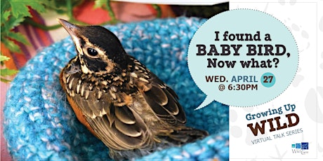Growing Up Wild -  So you found a baby bird, now what?