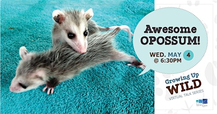 Growing Up Wild -  Awesome Opossum!