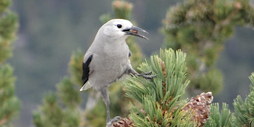High Country Birds of Mt. San Jacinto