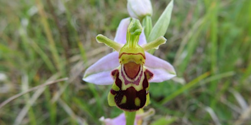 Orchid walk, Downe Bank & Down House