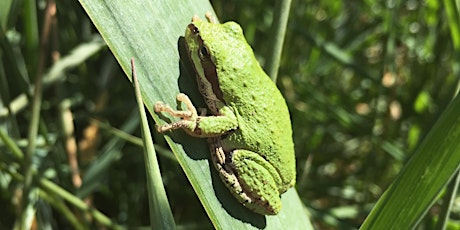 All About Amphibians - Skaha Lake Park- 9 am primary image