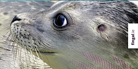 Dublin's marine biodiversity with The Irish Seal Sanctuary tickets