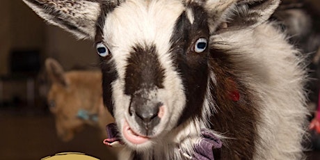 BINGOAT: Bingo + Goats tickets