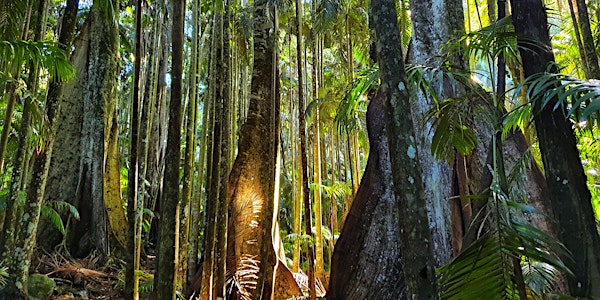 Forest Bathing in Tamborine National Park (Palm Grove Rainforest)