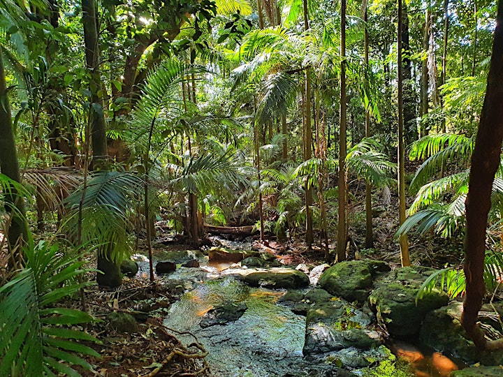 Forest Bathing in Tamborine National Park (Palm Grove Rainforest) image