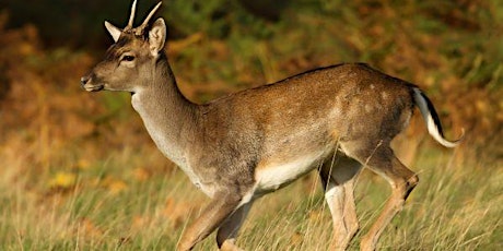 Feral Deer Webinar -Hastings Region primary image