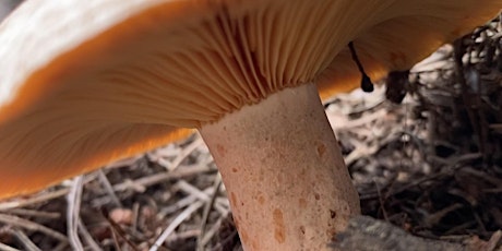 Wild Mushroom Foraging primary image
