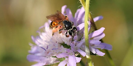 Bee a Citizen Scientist - Insects Discovery Tour primary image