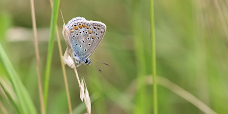 Kirchberg Bioblitz – Let’s discover wild plants and insects primary image