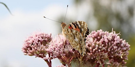 The butterflies of the Haard nature reserve billets