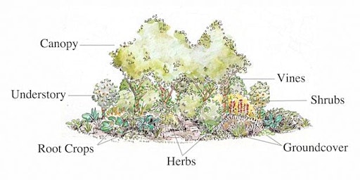 Design and Construction of an Edible Forest