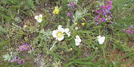 Virtual Wildflower and Weeds Walk @ Caribou Ranch