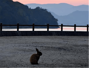 Cute Rabbits and Poison Gas History on Okunoshima Island Hiroshima