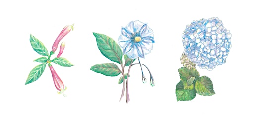 Botanical Flower Drawing with Rachelle