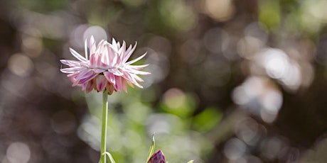 HEIDE STUDIO: PRESERVED BEAUTY: AN INTRODUCTION TO FLOWER PRESSING primary image