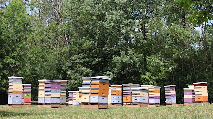 Challenges of managing a research & outreach apiary - a talk by Paul Kelly. image