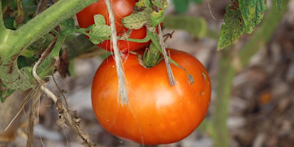 Tomato Grafting Workshop