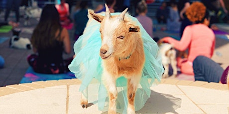 Goat Yoga Fort Worth! tickets