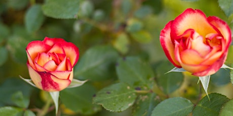 Grow your best roses! The Planting, Care and Pruning of Roses