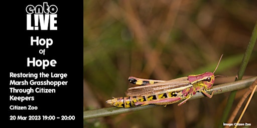 Hop of Hope: Restoring the Large Marsh Grasshopper Through Citizen Keepers