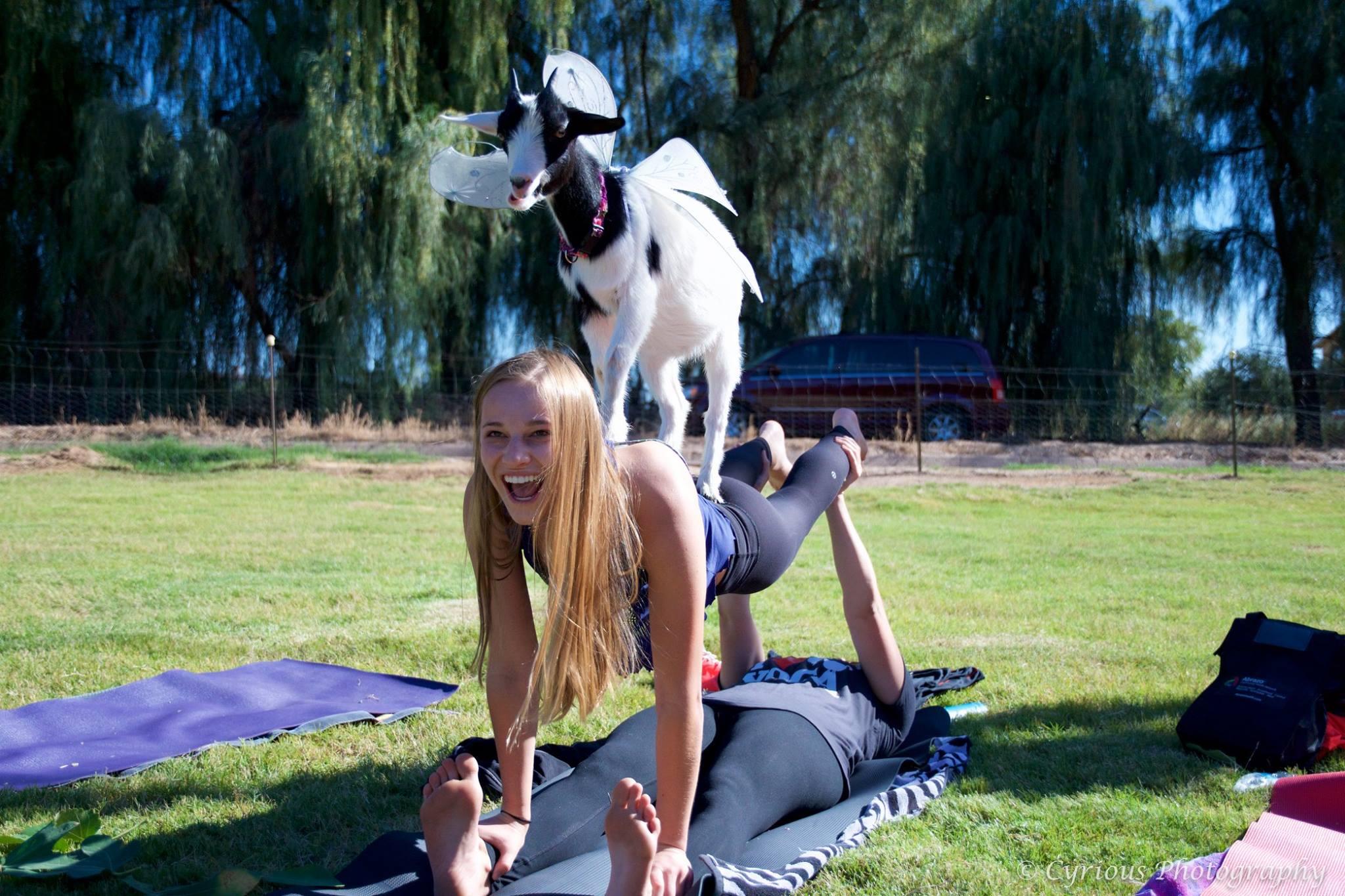 World Travelers Goat Yoga