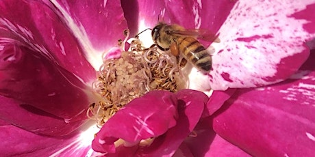 The Way Of Beauty: Healing through the Sacred Garden, Holy Rose, & Holy Bee primary image