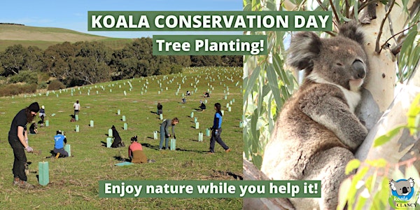 Koala Conservation Day: Tree Planting