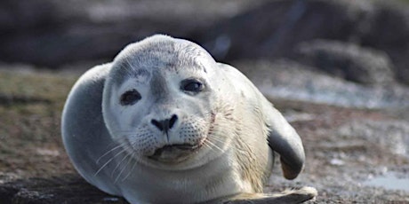 Seals on our beaches? tickets