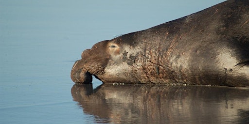 Elephant Seal Sightings in Puget Sound