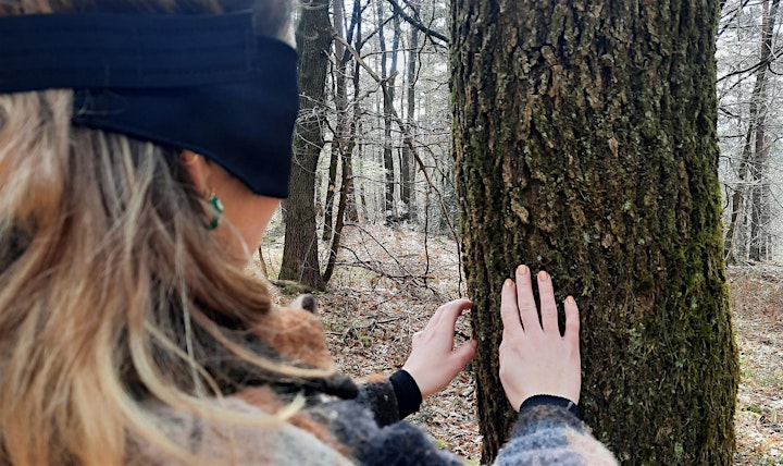 Bain de forêt  connexion à la nature - Lâcher prise et diminution du stress image