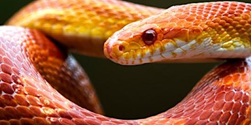2022 SUMMER Animal Hours - MEET THE SNAKES - 7/5 & 7/8
