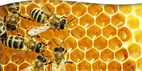 Managing Your Honey Bee's Swarming Urge tickets