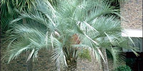 Native Edible Landscapes & Reading Palms primary image