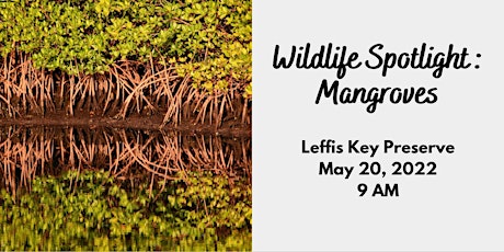Wildlife Spotlight: Mangroves May 2022