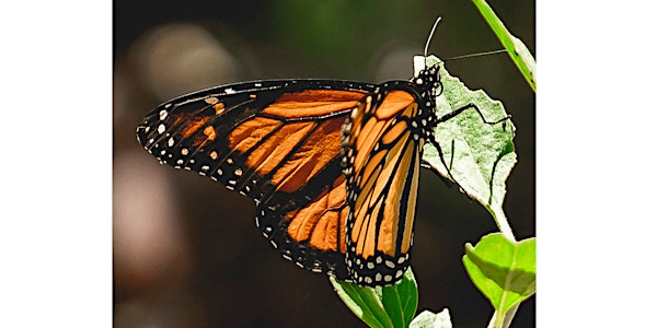 Mother's Day and  Monarch Butterfly Workshops