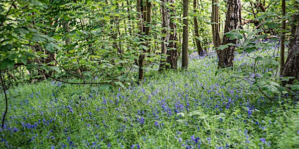 London Landscape:  Spring Woodland Walk