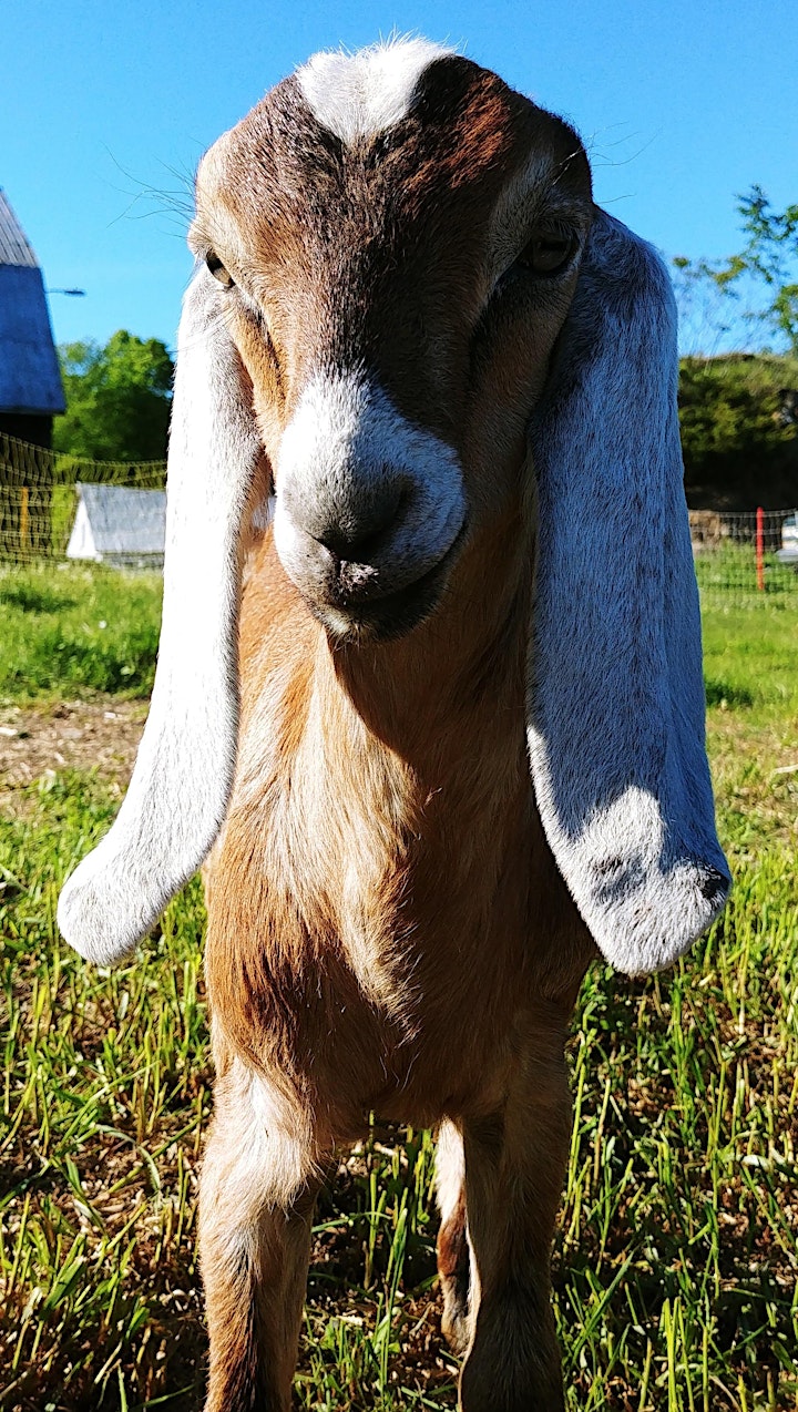 Goat Walk image