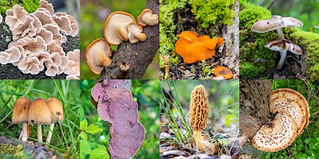 Guided Mushroom Walk: Late Spring Mushrooms
