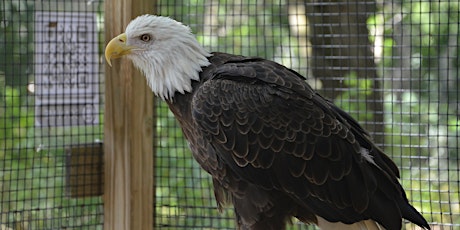National American Eagle Day Celebration