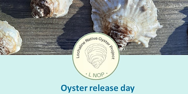 Lochaline Native Oyster release day