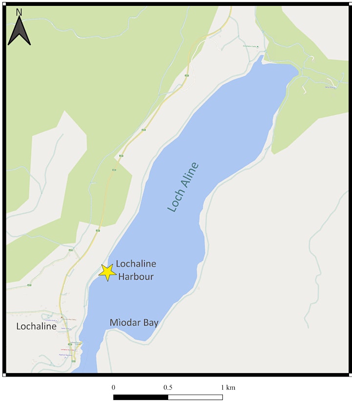 Lochaline Native Oyster release day image