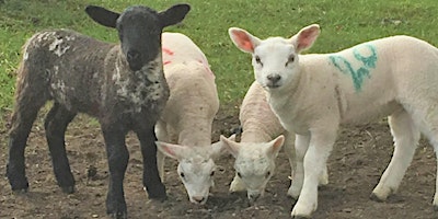 Primaire afbeelding van Feed the Pet Lambs Experience 2024