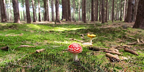 May Mushroom Walk with a Foraging Expert primary image