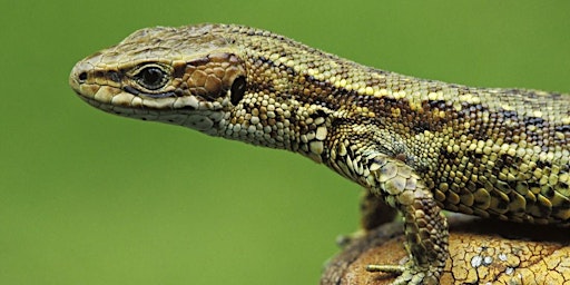 South Downs Youth Action: learn about reptile conservation at Iping Common