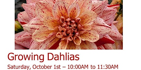 Growing Dahlias tickets