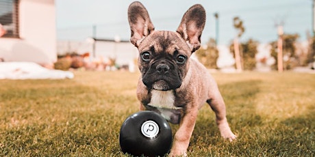 Pure Barre & Puppies Pop Up!