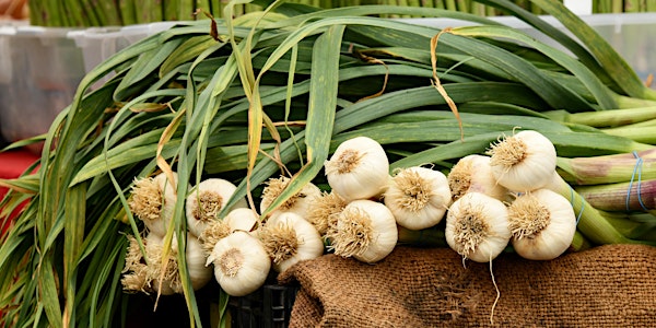 Fall Gardening: Growing Garlic